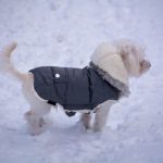 dog with vest 23