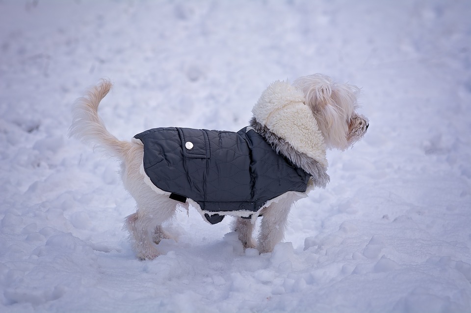 Why You Need a Weighted Dog Vest for Your Pet