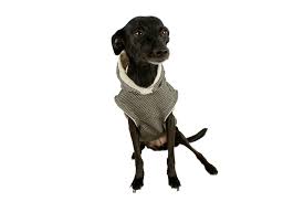 dog with vest 23
