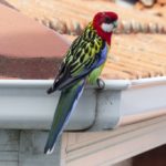 parrot on a gutter