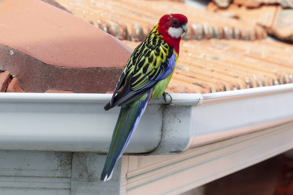 What to Look for When Hiring Gutter Cleaning Services