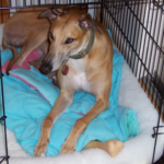 dog lying in a crate