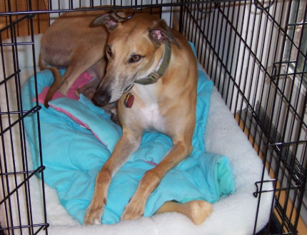 Reasons For Using a Dog Crate