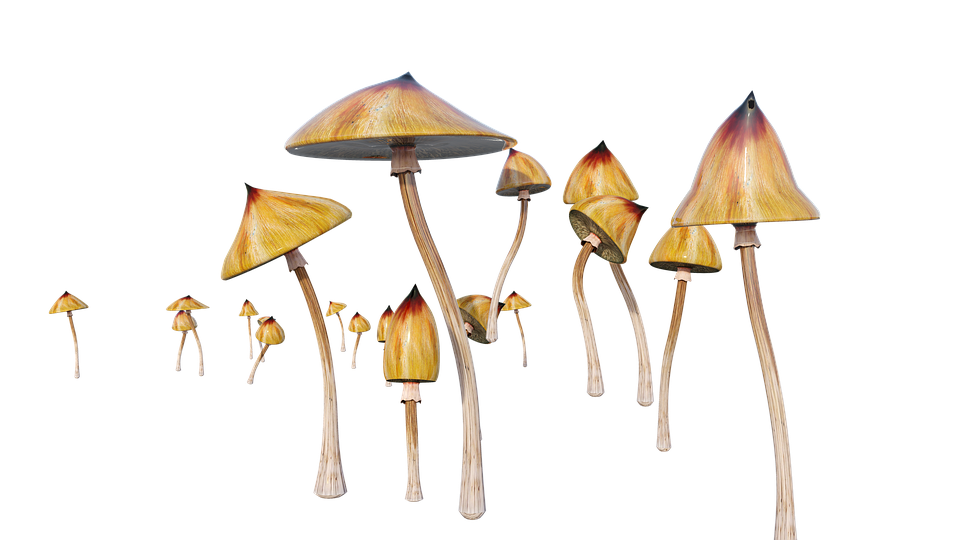 Buying Magic Mushrooms