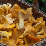 magic mushrooms