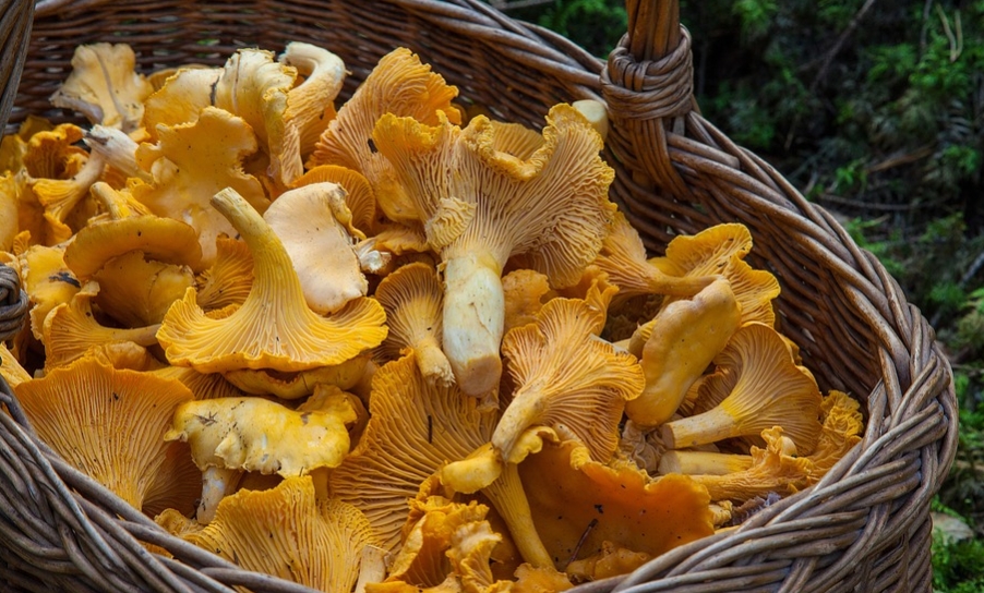 How to Buy Magic Mushrooms Online Like a Pro